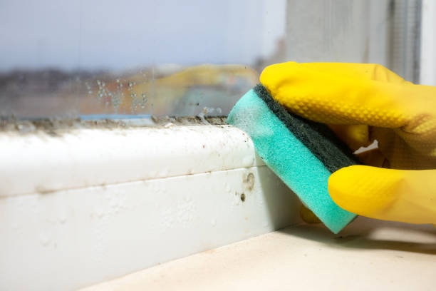 Grove City, PA Mold Removal Company